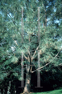 Picture of Pinus sabiniana 