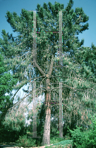 Picture of Pinus sabiniana 