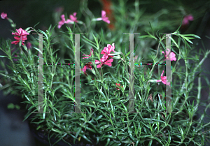 Picture of Phlox drummondii 