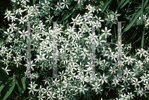 Picture of Ornithogalum umbellatum 