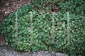 Picture of Potentilla neumanniana 