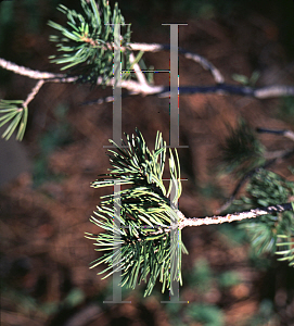Picture of Pinus edulis 