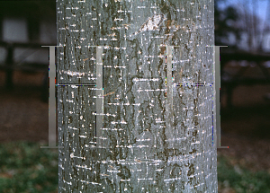 Picture of Populus x acuminata 