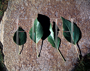 Picture of Populus x acuminata 