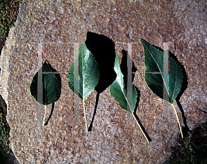 Picture of Populus x acuminata 