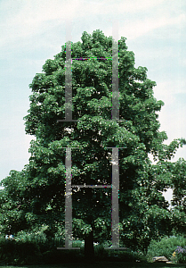 Picture of Tilia x 'Euchlora'