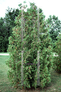 Picture of Thuja occidentalis 