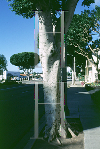 Picture of Ficus microcarpa 