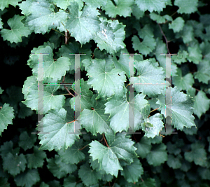Picture of Vitis rotundifolia 