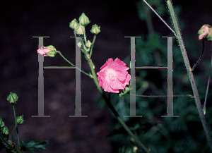 Picture of Malva alcea 'Fastigiata'