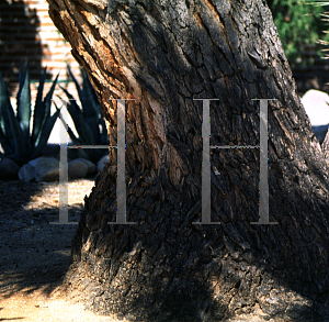 Picture of Yucca brevifolia 