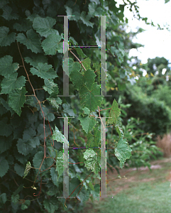 Picture of Vitis rotundifolia 