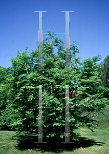 Picture of Metasequoia glyptostroboides 