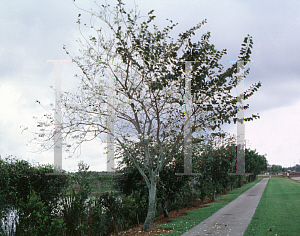 Picture of Bauhinia variegata 'Candida'