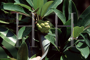 Picture of Franklinia lasianthus 