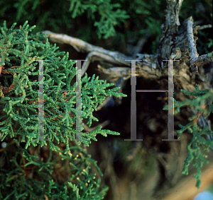 Picture of Juniperus osteosperma 