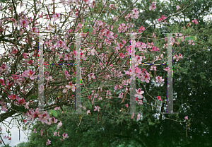 Picture of Bauhinia purpurea 