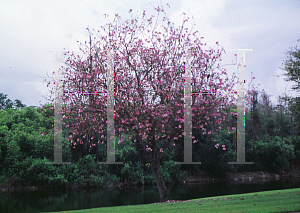 Picture of Bauhinia purpurea 