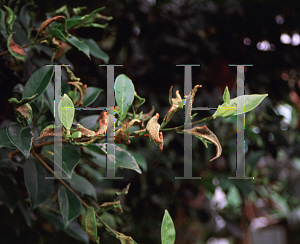 Picture of Ficus microcarpa 