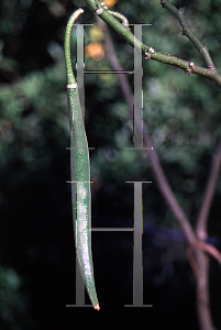 Picture of Brugmansia spp. 