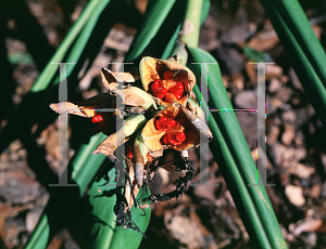 Picture of Hedychium coronarium 