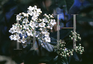 Picture of Viburnum tinus 