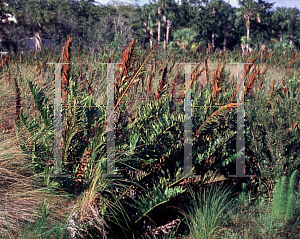 Picture of Acrostichum danaeifolium 