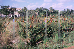 Picture of Acrostichum danaeifolium 