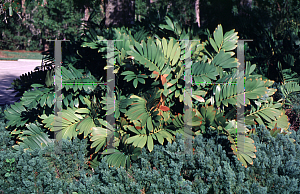 Picture of Zamia furfuracea 