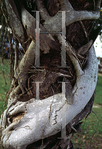 Picture of Ficus aurea 