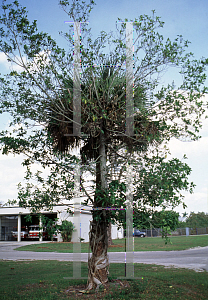 Picture of Ficus aurea 