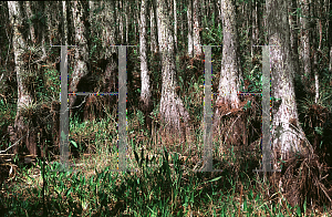 Picture of Taxodium ascendens 