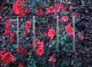 Picture of Rhododendron (subgenus Azalea) 'Raggedy Ann'