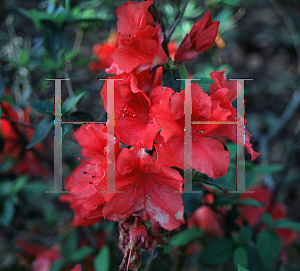 Picture of Rhododendron (subgenus Azalea) 'Raggedy Ann'