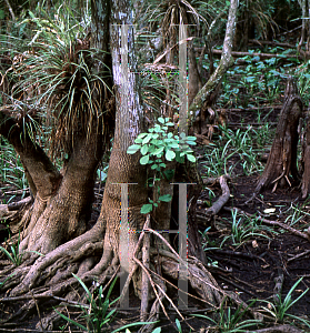 Picture of Fraxinus caroliniana 