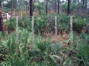 Picture of Serenoa repens 