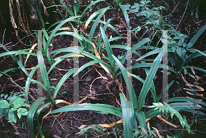 Picture of Crinum americanum 