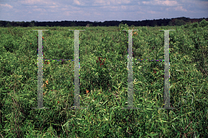 Picture of Salix caroliniana 