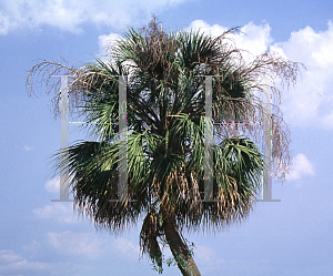 Picture of Sabal palmetto 