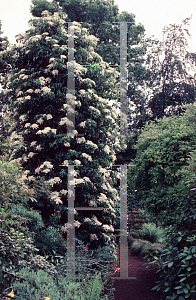 Picture of Hydrangea petiolaris '~Species'