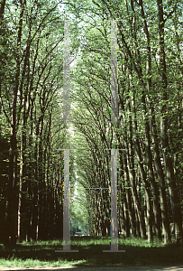 Picture of Platanus occidentalis 