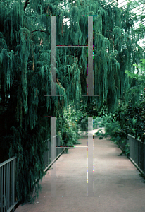 Picture of Cupressus himalaica var. darjeelingensis 