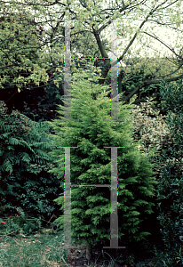 Picture of Cupressus macrocarpa 'Keown'