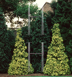 Picture of Chamaecyparis lawsoniana 'Aurea'