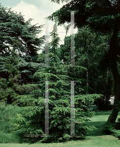 Picture of Cedrus libani ssp. brevifolia 