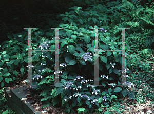 Picture of Hydrangea serrata 'Blue Billow'