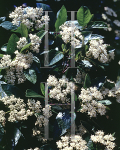 Picture of Viburnum nudum 'Winterthur'