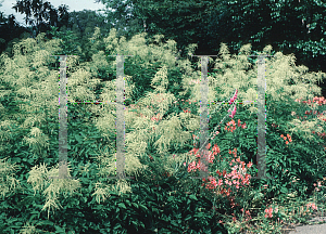 Picture of Aruncus dioicus 'Sylvester'