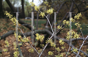 Picture of Hamamelis vernalis 