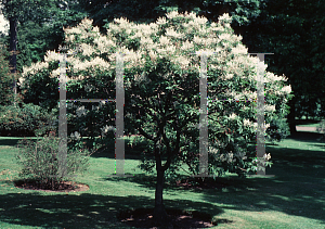 Picture of Fraxinus sieboldiana 